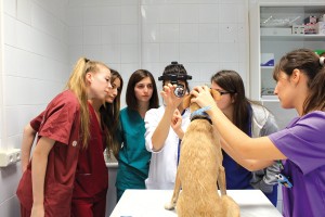 2015-julio-Posgrado-veterinaria-CEU
