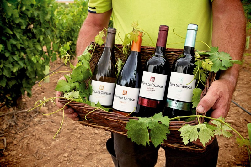 2015-nov-Bodegas-Vicente-Gandia-variedades-vino